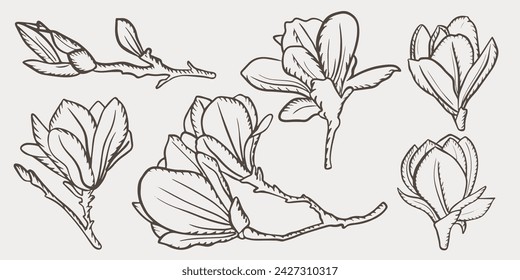 Magnolia flowers drawing and sketch with line-art on white backgrounds.