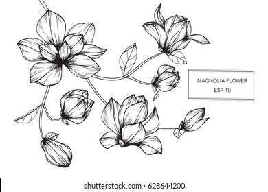 Magnolia flowers drawing and sketch with line-art on white backgrounds.