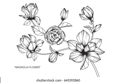 Magnolia flowers drawing and sketch with line-art on white backgrounds.