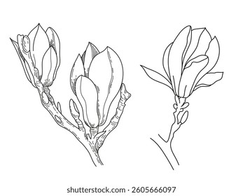 Magnolia flowers drawing. Vector line art. Spring flowers. Outline botanic illustration
