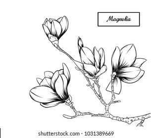 Magnolia flowers drawing.Vector, illustration and clip art on white backgrounds.Idea for business visit card, typography vector,print for t-shirt.