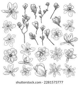 Magnolia flowers head on the branch set and isolated on white. Side view of magnolia open spring blooming on the twig collection, hand drawn from real tree in the park or forest. Vector.