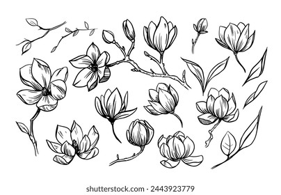 Magnolia, conjunto de flores y hojas, ilustración vectorial, dibujado a mano, contorno negro