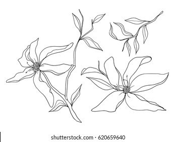 Magnolia flowers with leaves. Vector floral artwork.
