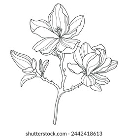 
Magnolie. Blumen. Lineare Blüten. Botanik. Abstrakte lineare Magnolie. Vektorgrafik der Magnolie