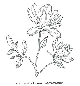 Magnolia. Flores. Flores lineales. Botánica. Magnolia lineal abstracta. Ilustración vectorial de magnolia