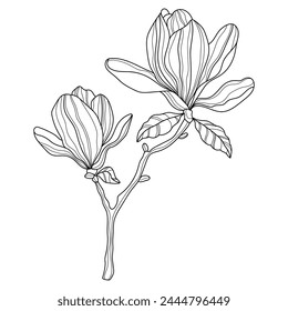 Magnolie. Blumen. Lineare Blüten. Botanik. Abstrakte lineare Magnolien. Vektorillustration einer Magnolie. Blumenskizzen zum Tätowieren. Blumenfarbseite