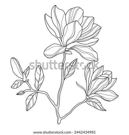 Magnolia. Flowers. Linear flowers. Botany. Abstract linear magnolia. Vector illustration of magnolia
