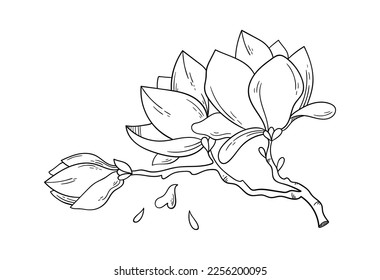 Magnolia flowers on branch line art Contemporary floral design. Vector illustration