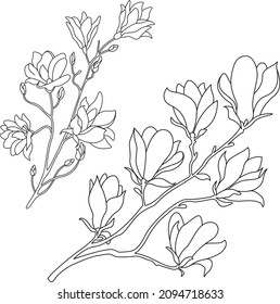 Magnolia flowers  Outline drawing  Plant branch 