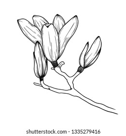 Magnolia flowers. Realistic sketch of a blooming flower. Vector illustration in sketch style.