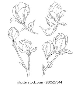 Magnolia Tree Sketch Images Stock Photos Vectors Shutterstock