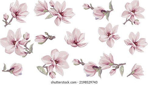Magnolia flowers vector elements. Isolated watercolor bouquets in summer style.  Design wedding decor