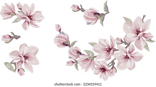 Magnolia flowers vector elements. Isolated watercolor bouquets in summer style.  Design wedding decor.