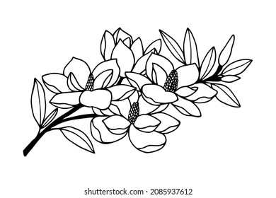  Magnolia Grandiflora, Blossoming branch. . Vector stock illustration eps10. Isolate on white background, outline, hand drawing.