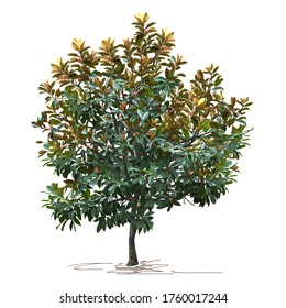 Magnolia (Magnolia grandiflora L.) in autumn, color vector image on white background