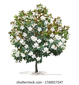 Magnolia (Magnolia grandiflora L.) with large flowers, color vector image on white background