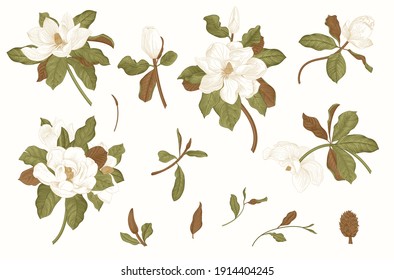 Magnolia grandiflora. Vector vintage botanical illustration. Set