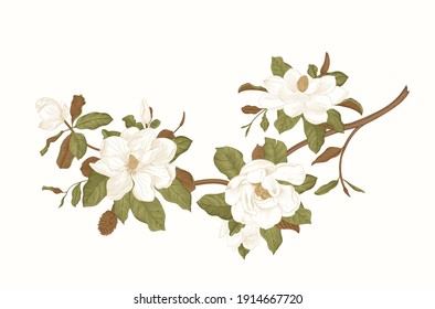 Magnolia grandiflora. Vector vintage botanical illustration. Branch