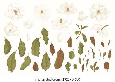 Magnolia grandiflora. Vector vintage botanical illustration. Set