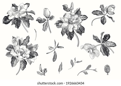 Magnolia grandiflora. Vector vintage botanical illustration. Set. Black and white