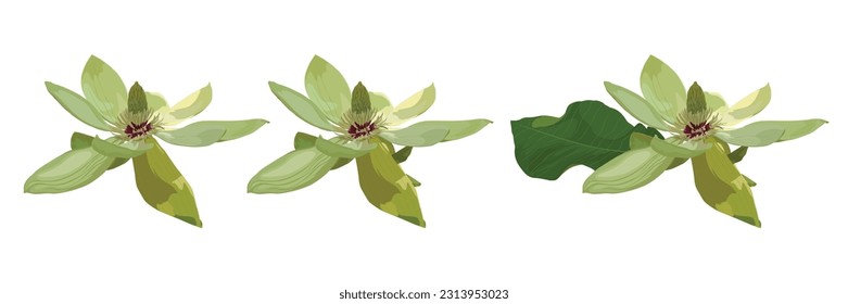 Magnolia green flower. Realistic vector illustration isolated on white background. Summer Flowering Magnolia x wieseneri big set.
