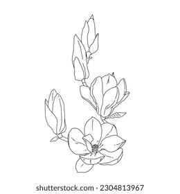Magnolia group of flowers and buds in bloom outline art. Hand drawn realistic detailed vector illustration. Black and white clipart isolated.