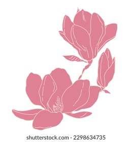 Magnolia group of flowers and buds blooming art. Hand drawn realistic detailed vector illustration. Pink and white outline clipart isolated.