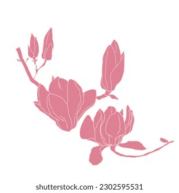 Magnolia group of flowers and buds blooming art. Hand drawn realistic detailed vector illustration. Pink and white outline clipart isolated.