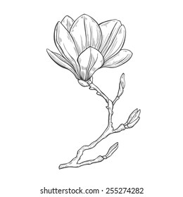 Magnolia. Hand drawn vector illustration  on a white background, sketch. Elements for design.