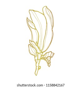 Magnolia hand drawn vector illustration.Graphical hand drawn magnolia flower. Magnolia flower drawing and sketch with gold and white line-art.Beautiful botanical vector.