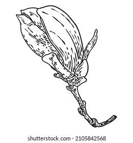 Magnolia head on the branch. Spring flower bloom. Botanical illustration made from real tree in the forest or park. Magnolia blossom side view on the twig, isolated on white. Vector.