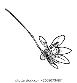 Magnolia head on the branch. Spring flower bloom. Botanical illustration made from real tree in the forest or park. Magnolia blossom side view on the twig, isolated on white. Vector.