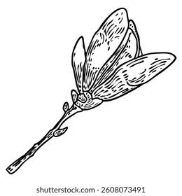 Magnolia vai para o galho. Flor de primavera. Ilustração botânica feita a partir de árvore real na floresta ou parque. Magnolia floresce vista lateral no galho, isolado no branco. Vetor.
