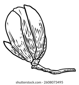 Magnolia vai para o galho. Flor de primavera. Ilustração botânica feita a partir de árvore real na floresta ou parque. Magnolia floresce vista lateral no galho, isolado no branco. Vetor.