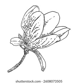 Magnolia vai para o galho. Flor de primavera. Ilustração botânica feita a partir de árvore real na floresta ou parque. Magnolia floresce vista lateral no galho, isolado no branco. Vetor.