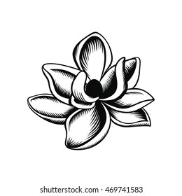 Magnolia Illustration Vector