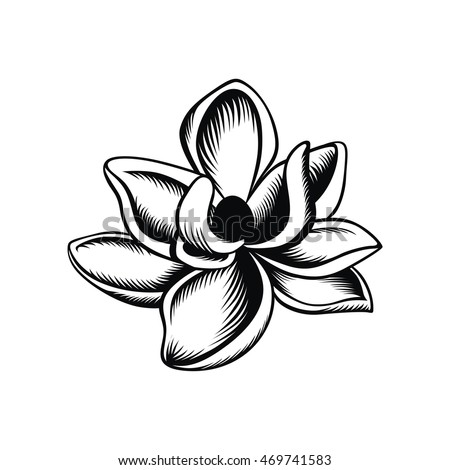 Magnolia Illustration Vector Stock Vector (Royalty Free) 469741583