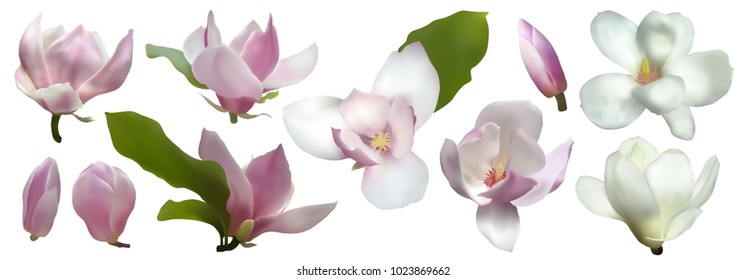 Magnolia isolated spring flower blossom vector illustration set. Pink blooming tree design elements. Bloom flower set, vector magnolia tree blossom. Pink petals, buds, green leaves set on white.