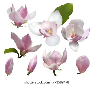 Magnolia isolated spring flower blossom vector illustration set. Pink blooming tree design elements. Bloom flower set on white, vector magnolia tree blossom. Pink petals, buds, green leaves design.