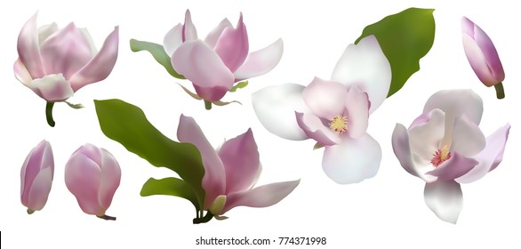 Magnolia isolated spring flower blossom vector illustration set. Pink blooming tree design elements. Bloom flower set, vector magnolia tree blossom. Pink petals, buds, green leaves design on white.