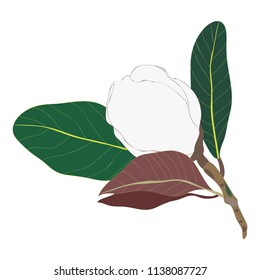 Magnolia and leaves, flower bud. Line art on white background. Color sketch, ink drawing. Hand drawn colorful illustration