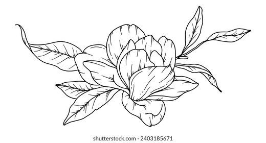 Magnolia Line Drawing. Floral Line art. Flower Coloring Page. Coloring Book Page with Magnolia Flower Hand Drawn Illustration. Botanical Coloring Page. Line Art flowers