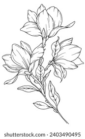 Dibujo de la línea Magnolia. Floral Line Art. Página Coloración de Flores. Página del Libro de Colores con la mano de la flor de Magnolia Dibujando Ilustración. Página de Coloración Botánica. Flores de Line Art