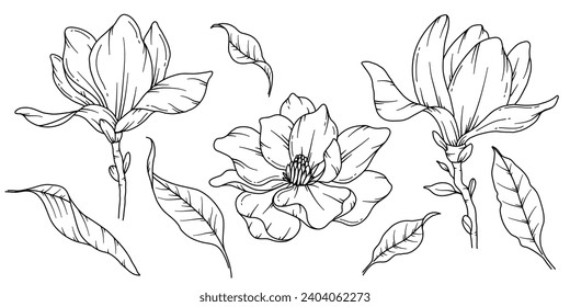 Magnolia Line Drawing. Floral Line art. Flower Coloring Page. Coloring Book Page with Magnolia Flower Hand Drawn Illustration. Botanical Coloring Page. Line Art flowers