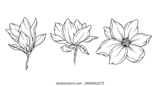 Magnolia Line Drawing. Floral Line art. Flower Coloring Page. Coloring Book Page with Magnolia Flower Hand Drawn Illustration. Botanical Coloring Page. Line Art flowers
