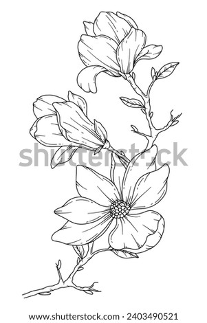 Magnolia Line Drawing. Floral Line art. Flower Coloring Page. Coloring Book Page with Magnolia Flower Hand Drawn Illustration. Botanical Coloring Page. Line Art flowers