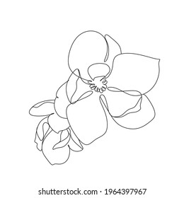 Magnolia line drawing vector. Flower Line art. Botanical illustration