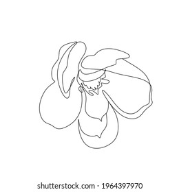 Magnolia line drawing vector. Flower Line art. Botanical illustration