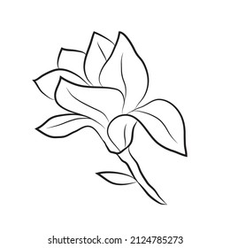 Magnolia linear flowers. Line art botanical, big bud of magnolia icon